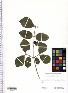 Lonicera xylosteum L., Eastern Europe, Middle Volga region (E8) (Russia)