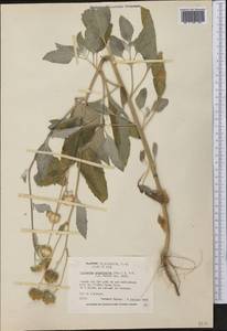 Verbesina encelioides (Cav.) Benth. & Hook. fil. ex A. Gray, America (AMER) (United States)