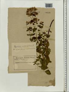 Hypericum maculatum, Eastern Europe, Northern region (E1) (Russia)