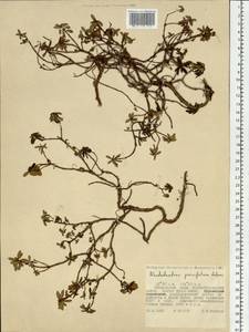 Rhododendron parvifolium Adams, Siberia, Russian Far East (S6) (Russia)