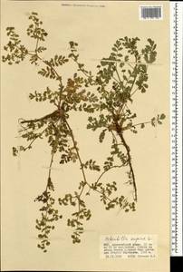 Potentilla supina L., Mongolia (MONG) (Mongolia)