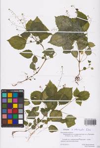 Circaea ×intermedia Ehrh., Eastern Europe, Central region (E4) (Russia)