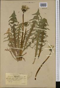 Taraxacum pectinatiforme H. H. Lindb., Western Europe (EUR) (Sweden)