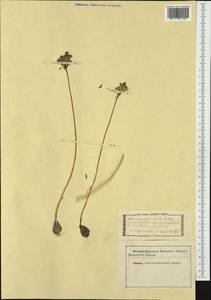 Allium paniculatum subsp. tenuiflorum (Ten.) K.Richt., Western Europe (EUR) (Not classified)