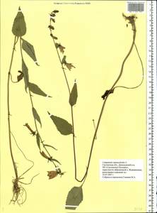 Campanula rapunculoides L., Eastern Europe, Western region (E3) (Russia)