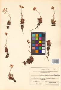 Saxifraga cherlerioides D. Don, Siberia, Russian Far East (S6) (Russia)