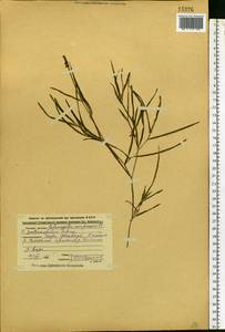Potamogeton compressus L., Eastern Europe, Central region (E4) (Russia)