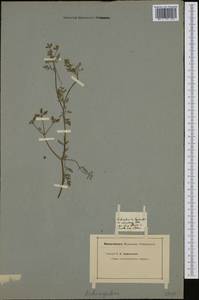 Turgenia latifolia (L.) Hoffm., Western Europe (EUR)