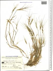 Aegilops triuncialis L., Caucasus, Georgia (K4) (Georgia)