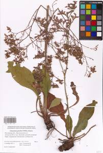 Limonium gmelinii (Willd.) Kuntze, Eastern Europe, Rostov Oblast (E12a) (Russia)