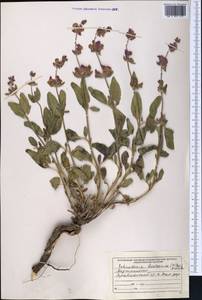 Salvia bucharica Popov, Middle Asia, Pamir & Pamiro-Alai (M2)