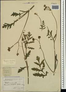 Turgenia latifolia (L.) Hoffm., Crimea (KRYM) (Russia)