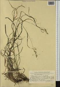 Dactylis glomerata subsp. lobata (Drejer) H.Lindb., Western Europe (EUR) (Romania)