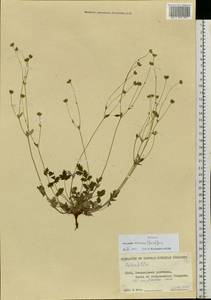 Potentilla arenosa (Turcz.) Juz., Siberia, Central Siberia (S3) (Russia)