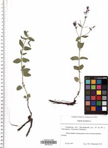 SMR001313, Nepeta ucranica L., Eastern Europe, Middle Volga region (E8) (Russia)