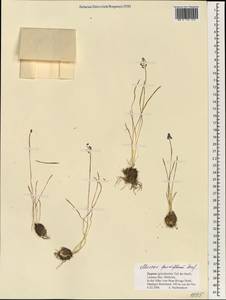 Muscari parviflorum Desf., South Asia, South Asia (Asia outside ex-Soviet states and Mongolia) (ASIA) (Cyprus)