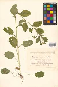 Barbarea stricta Andrz., Eastern Europe, Central forest-and-steppe region (E6) (Russia)