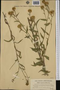 Centaurea jacea subsp. banatica Hayek, Western Europe (EUR) (Hungary)