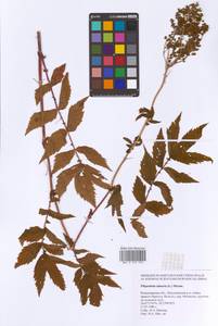 Filipendula ulmaria (L.) Maxim., Eastern Europe, Central region (E4) (Russia)