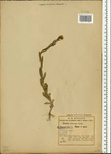 Camelina microcarpa Andrz. ex DC., Eastern Europe, North-Western region (E2) (Russia)