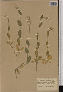 Conringia orientalis (L.) Dumort., Western Europe (EUR) (Poland)
