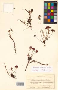 Rhodiola angusta Nakai, Siberia, Russian Far East (S6) (Russia)