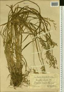 Anthoxanthum nitens (Weber) Y.Schouten & Veldkamp, Siberia, Western Siberia (S1) (Russia)