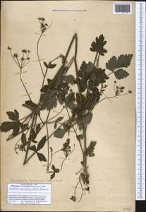 Dichoropetalum caucasicum (M. Bieb.) Soldano, Galasso & Banfi, Caucasus, Georgia (K4) (Georgia)