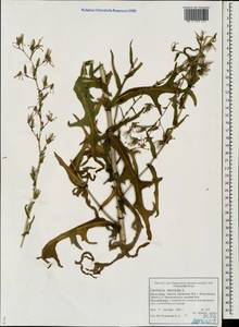 Lactuca serriola L., Eastern Europe, Northern region (E1) (Russia)