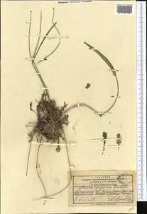 Glaucium squamigerum Kar. & Kir., Middle Asia, Pamir & Pamiro-Alai (M2) (Kyrgyzstan)