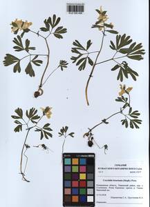 KUZ 000 498, Corydalis bracteata (Steph.) Pers., Siberia, Altai & Sayany Mountains (S2) (Russia)