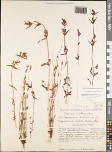 Gentianella amarella subsp. acuta (Michx.) Gillett, Siberia, Yakutia (S5) (Russia)