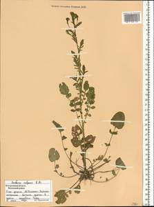 Barbarea vulgaris W. T. Aiton, Eastern Europe, Central forest region (E5) (Russia)