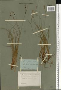 Carex globularis L., Eastern Europe, North-Western region (E2) (Russia)