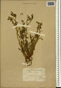 Astragalus hamosus L., South Asia, South Asia (Asia outside ex-Soviet states and Mongolia) (ASIA) (Syria)