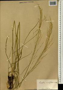 Loudetia simplex (Nees) C.E.Hubb., Africa (AFR) (Mali)