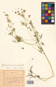 Leptopyrum fumarioides (L.) Rchb., Siberia, Russian Far East (S6) (Russia)