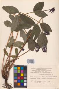 Clematis integrifolia L., Eastern Europe (no precise locality) (E0)