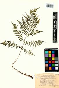 Diplazium sibiricum (Turcz. ex Kunze) Sa.Kurata, Siberia, Baikal & Transbaikal region (S4) (Russia)