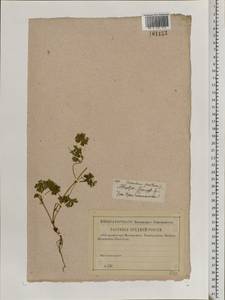 Geranium pusillum L., Eastern Europe, Central region (E4) (Russia)