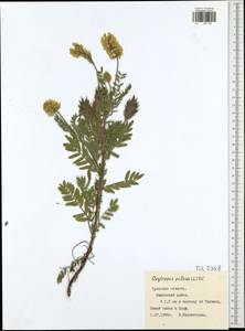Oxytropis pilosa (L.)DC., Eastern Europe, Central region (E4) (Russia)