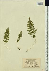 Cystopteris fragilis (L.) Bernh., Eastern Europe, West Ukrainian region (E13) (Ukraine)