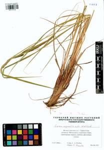 Carex aquatilis Wahlenb., Siberia, Western Siberia (S1) (Russia)