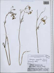 Geocaryum cynapioides (Guss.) Engstrand, Western Europe (EUR) (Montenegro)