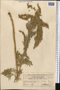 Artemisia absinthium L., Middle Asia, Western Tian Shan & Karatau (M3) (Kazakhstan)