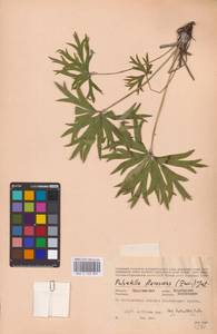 Pulsatilla patens subsp. flavescens (Zucc.) Zāmelis, Eastern Europe, Eastern region (E10) (Russia)