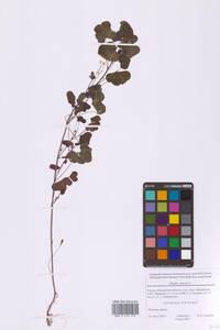 Oxalis stricta L., Eastern Europe, Moscow region (E4a) (Russia)