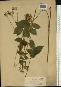 Chaerophyllum aromaticum L., Eastern Europe, North-Western region (E2) (Russia)