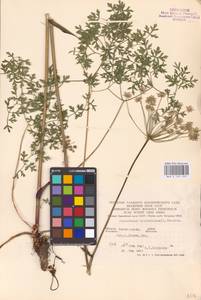 Oreoselinum nigrum Delarbre, Eastern Europe, West Ukrainian region (E13) (Ukraine)