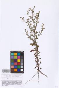 Pulicaria vulgaris Gaertn., Eastern Europe, Middle Volga region (E8) (Russia)